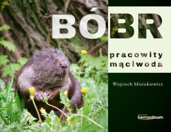 Bóbr Pracowity Mąciwoda